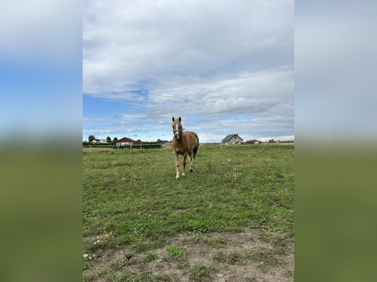 Haflinger / Avelignese Castrone 2 Anni 145 cm Sauro in Wałdowo