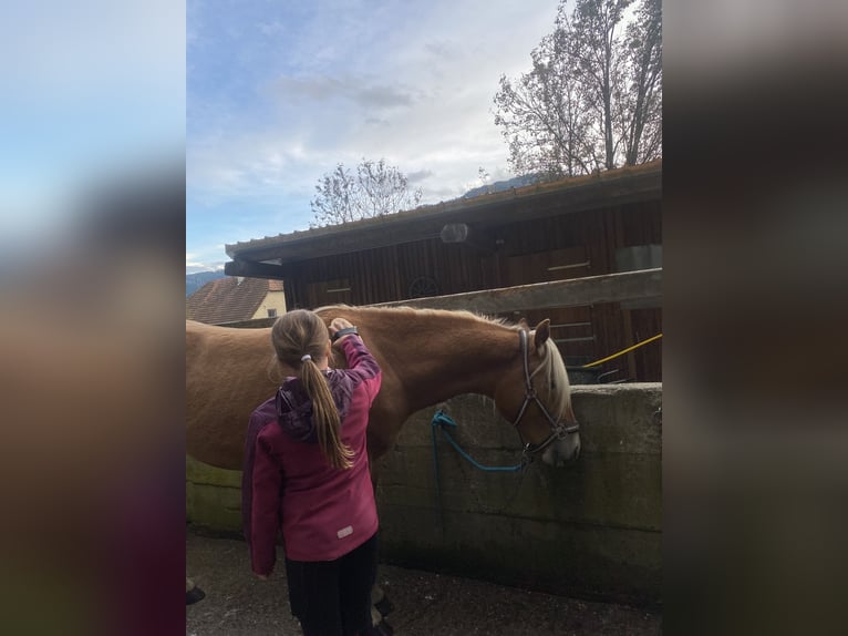 Haflinger / Avelignese Castrone 2 Anni 146 cm in Pöllau am Greim