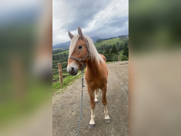 Haflinger / Avelignese Castrone 2 Anni 146 cm in Pöllau am Greim