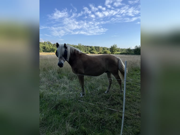 Haflinger / Avelignese Castrone 2 Anni 146 cm Sauro in Walsrode