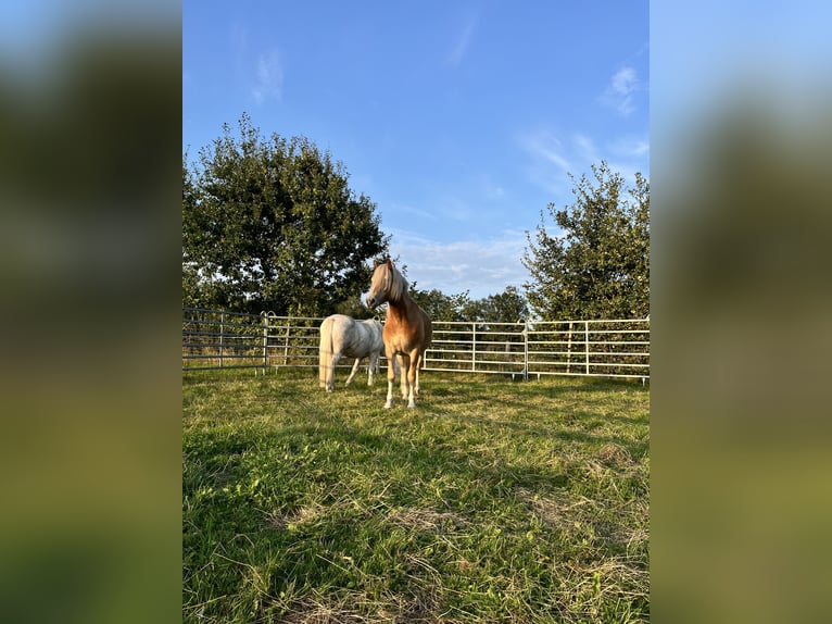 Haflinger / Avelignese Castrone 2 Anni 146 cm Sauro in Walsrode