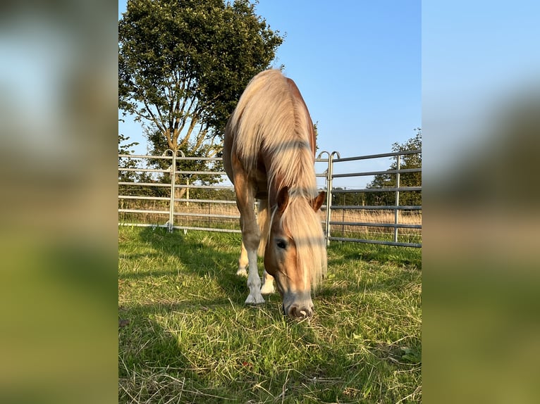 Haflinger / Avelignese Castrone 2 Anni 146 cm Sauro in Walsrode