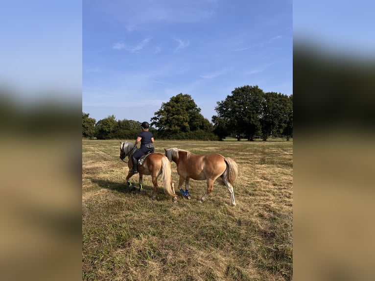 Haflinger / Avelignese Castrone 2 Anni 146 cm Sauro in Walsrode