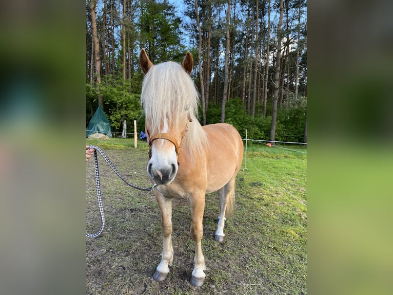 Haflinger / Avelignese Castrone 2 Anni 146 cm Sauro in Walsrode