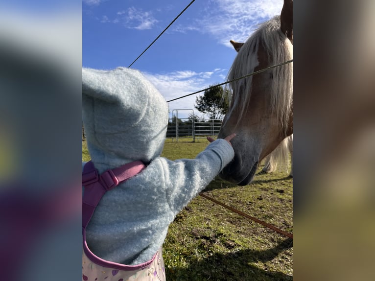 Haflinger / Avelignese Castrone 2 Anni 146 cm Sauro in Walsrode