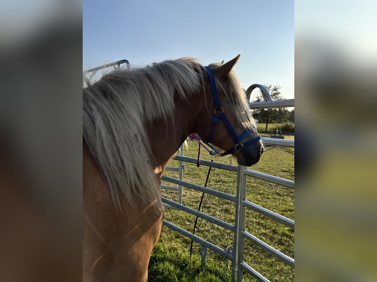 Haflinger / Avelignese Castrone 2 Anni 146 cm Sauro in Walsrode