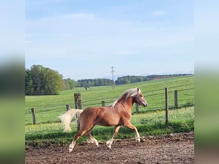 Haflinger / Avelignese Castrone 2 Anni 146 cm Sauro scuro in Ebersberg