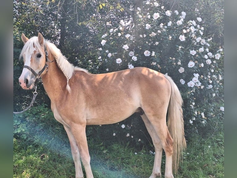 Haflinger / Avelignese Castrone 2 Anni 147 cm Sauro in Haiming