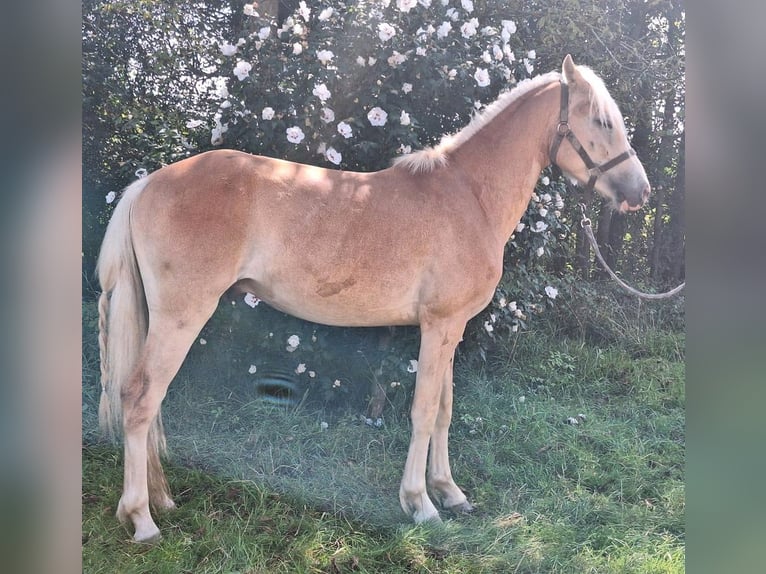 Haflinger / Avelignese Castrone 2 Anni 147 cm Sauro in Haiming