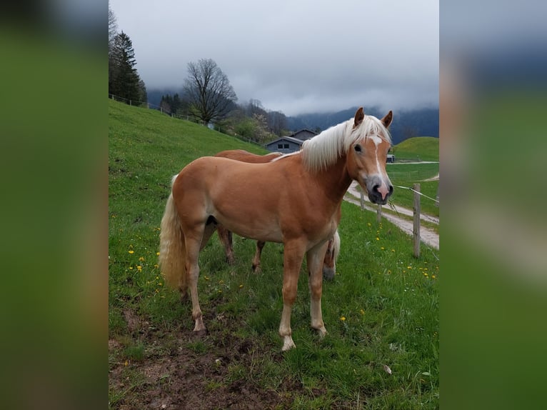 Haflinger / Avelignese Castrone 2 Anni 148 cm in Imst