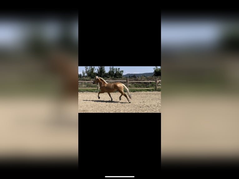 Haflinger / Avelignese Castrone 2 Anni 148 cm Sauro in Wördern