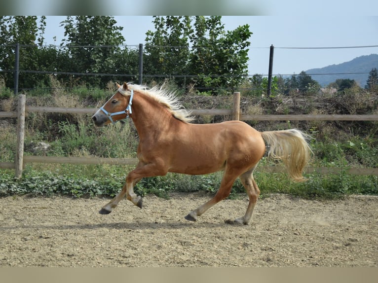 Haflinger / Avelignese Castrone 2 Anni 148 cm Sauro in Wördern