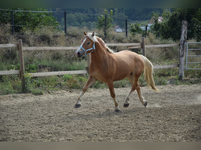 Haflinger / Avelignese Castrone 2 Anni 148 cm Sauro in Wördern