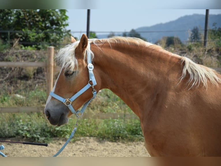 Haflinger / Avelignese Castrone 2 Anni 148 cm Sauro in Wördern