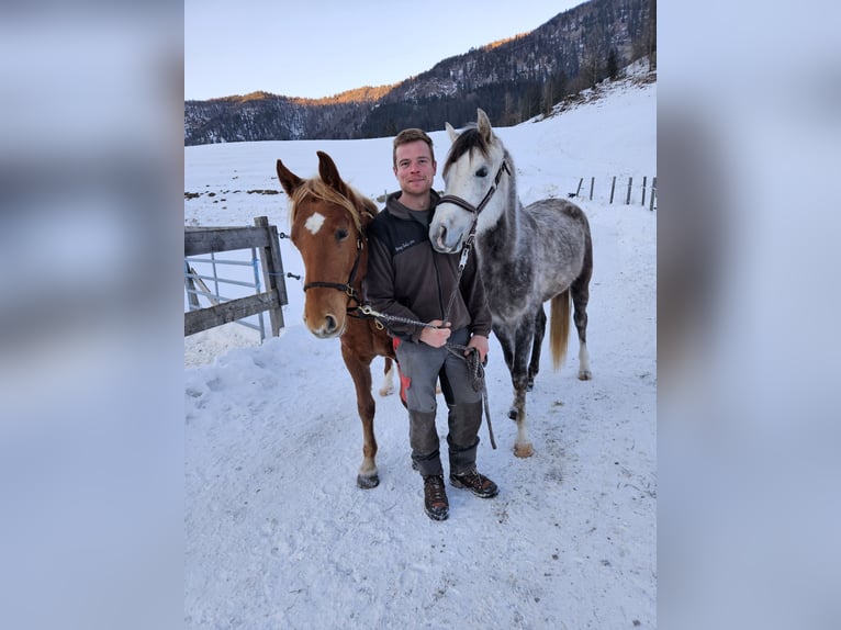 Haflinger / Avelignese Castrone 2 Anni 150 cm Sauro in Achenkirch