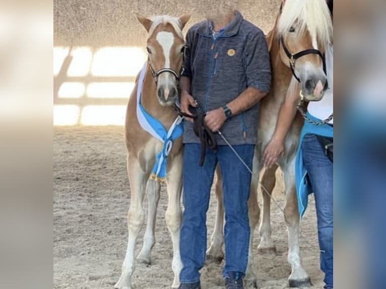 Haflinger / Avelignese Castrone 2 Anni 152 cm Sauro in Trebbin