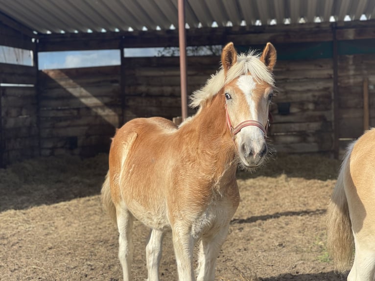 Haflinger / Avelignese Castrone 2 Anni 153 cm in Trebbin