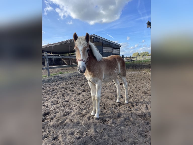 Haflinger / Avelignese Castrone 2 Anni 153 cm in Trebbin