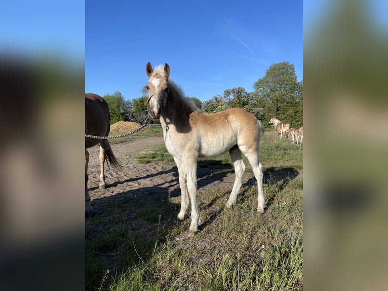 Haflinger / Avelignese Castrone 2 Anni 153 cm in Trebbin