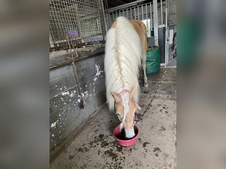 Haflinger / Avelignese Castrone 2 Anni 155 cm in Castrop-Rauxel