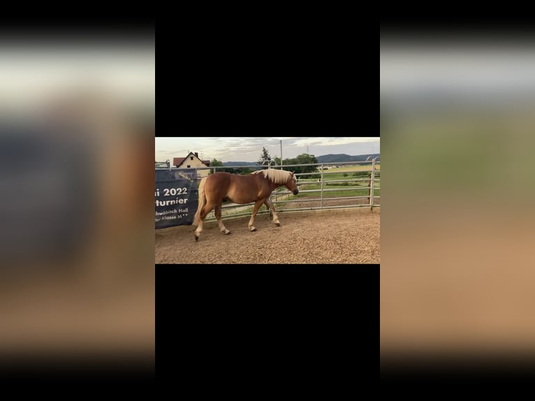 Haflinger / Avelignese Castrone 2 Anni in Schwäbisch Hall