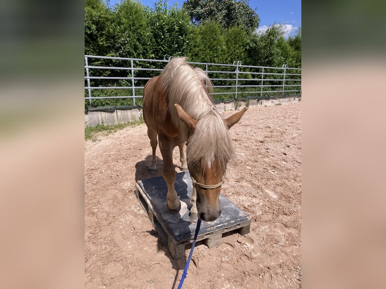 Haflinger / Avelignese Castrone 2 Anni in Schwäbisch Hall