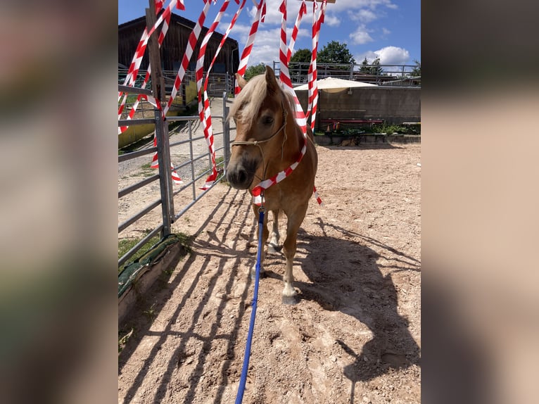 Haflinger / Avelignese Castrone 2 Anni in Schwäbisch Hall