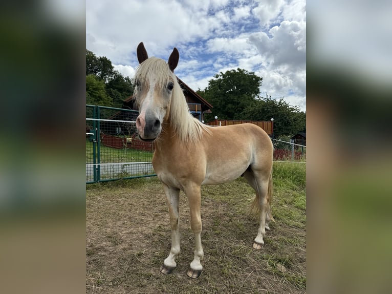 Haflinger / Avelignese Castrone 2 Anni Sauro in Fritzlar