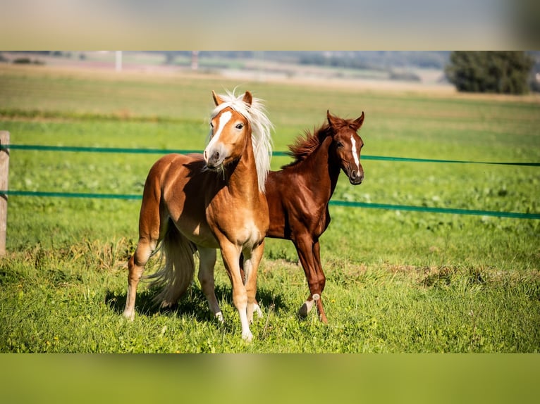 Haflinger / Avelignese Castrone 2 Anni Sauro in Fritzlar