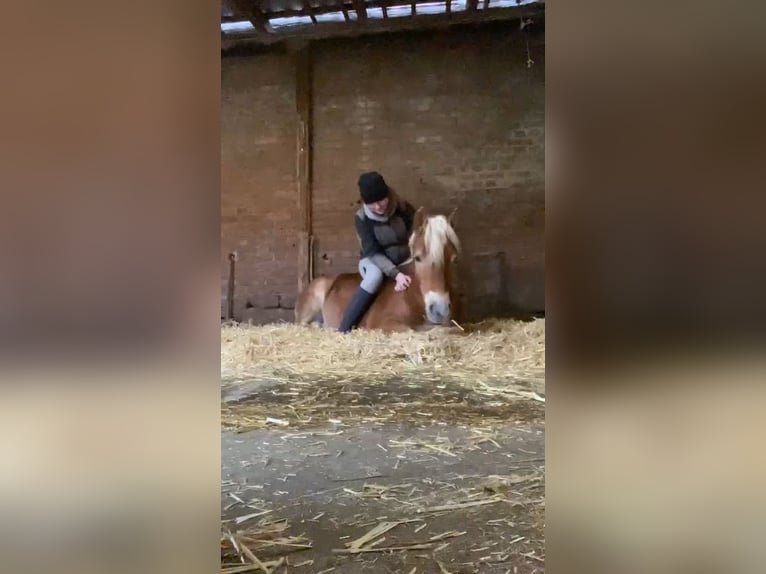 Haflinger / Avelignese Castrone 3 Anni 144 cm Sauro in Burghaun