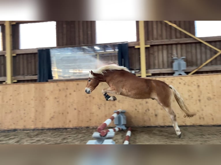 Haflinger / Avelignese Castrone 3 Anni 144 cm Sauro in Burghaun