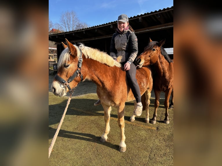 Haflinger / Avelignese Castrone 3 Anni 144 cm Sauro in Burghaun