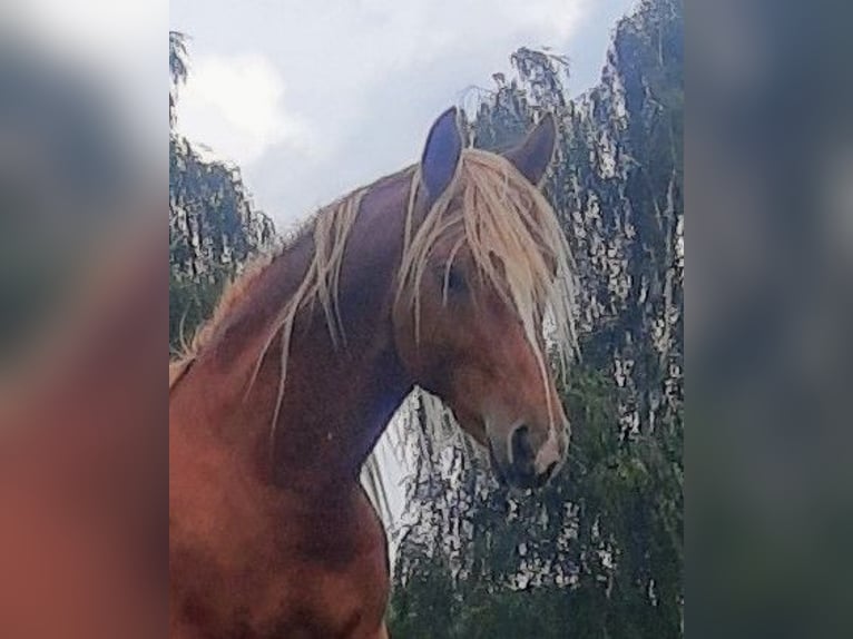 Haflinger / Avelignese Castrone 3 Anni 144 cm Sauro ciliegia in Diepholz