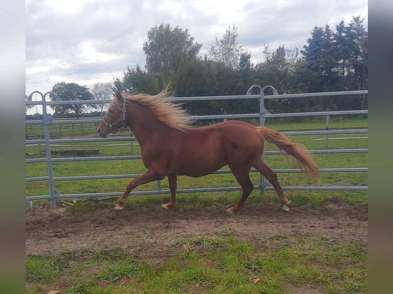 Haflinger / Avelignese Castrone 3 Anni 144 cm Sauro ciliegia in Diepholz