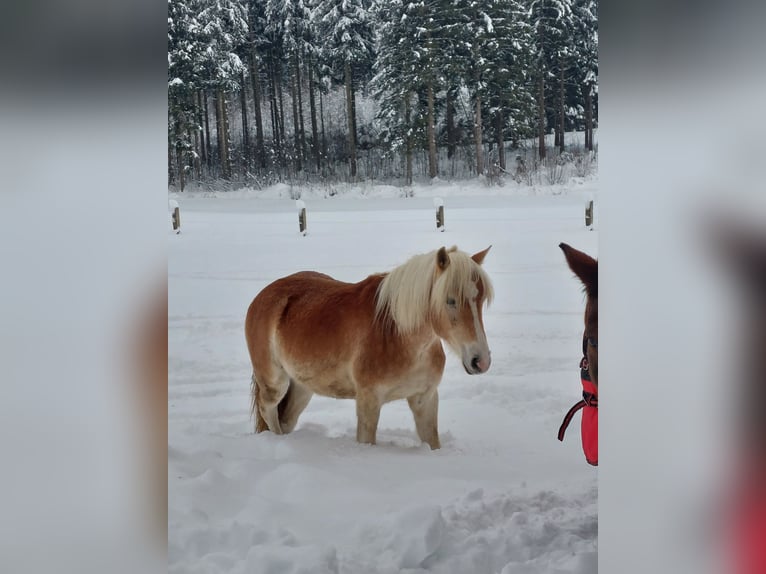 Haflinger / Avelignese Castrone 3 Anni 145 cm in Waldkirchen am Wesen