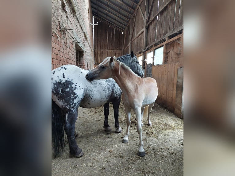 Haflinger / Avelignese Castrone 3 Anni 145 cm in Waldkirchen am Wesen