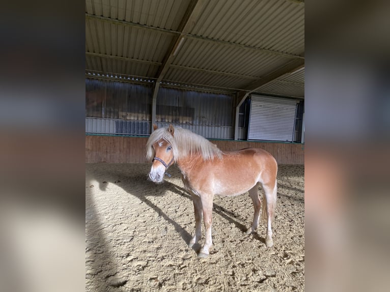 Haflinger / Avelignese Castrone 3 Anni 145 cm Falbo in Brackenheim