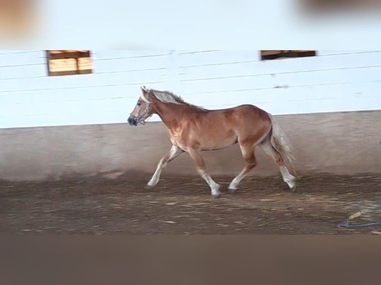 Haflinger / Avelignese Castrone 3 Anni 148 cm Sauro in Niederzier