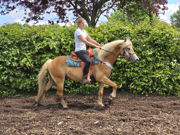 Haflinger / Avelignese Castrone 3 Anni 149 cm Sauro in Linkenbach