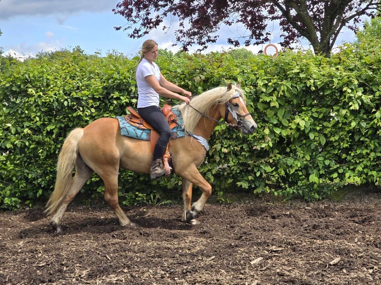 Haflinger / Avelignese Castrone 3 Anni 149 cm Sauro in Linkenbach