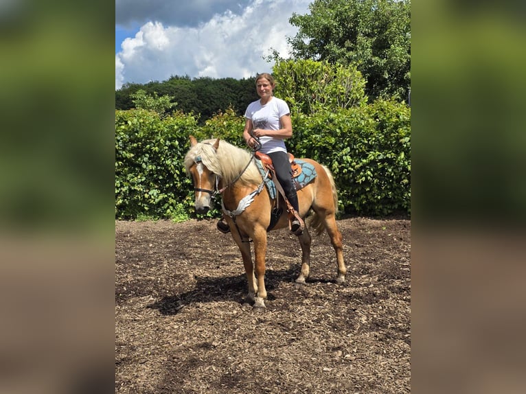 Haflinger / Avelignese Castrone 3 Anni 149 cm Sauro in Linkenbach