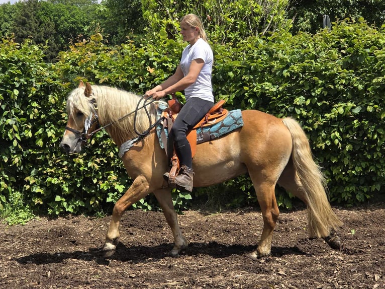 Haflinger / Avelignese Castrone 3 Anni 149 cm Sauro in Linkenbach