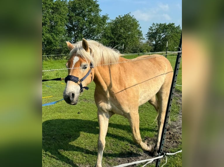 Haflinger / Avelignese Castrone 3 Anni 150 cm Sauro in Goldebek