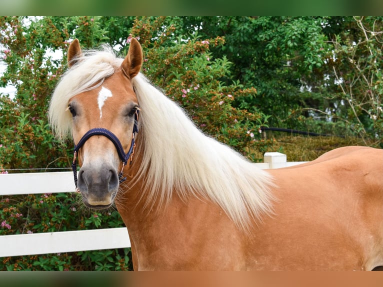 Haflinger / Avelignese Castrone 3 Anni 151 cm Sauro in Seebad Bansin