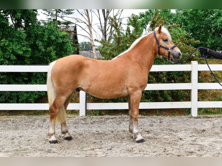 Haflinger / Avelignese Castrone 3 Anni 151 cm Sauro in Seebad Bansin