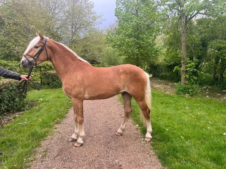 Haflinger / Avelignese Castrone 3 Anni 155 cm Sauro in Serooskerke