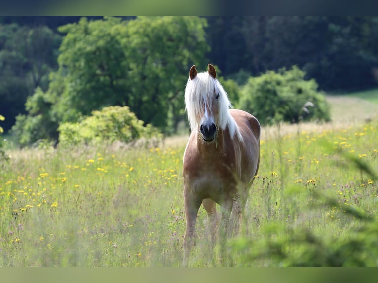 Haflinger / Avelignese Castrone 3 Anni 158 cm in MONTENACH