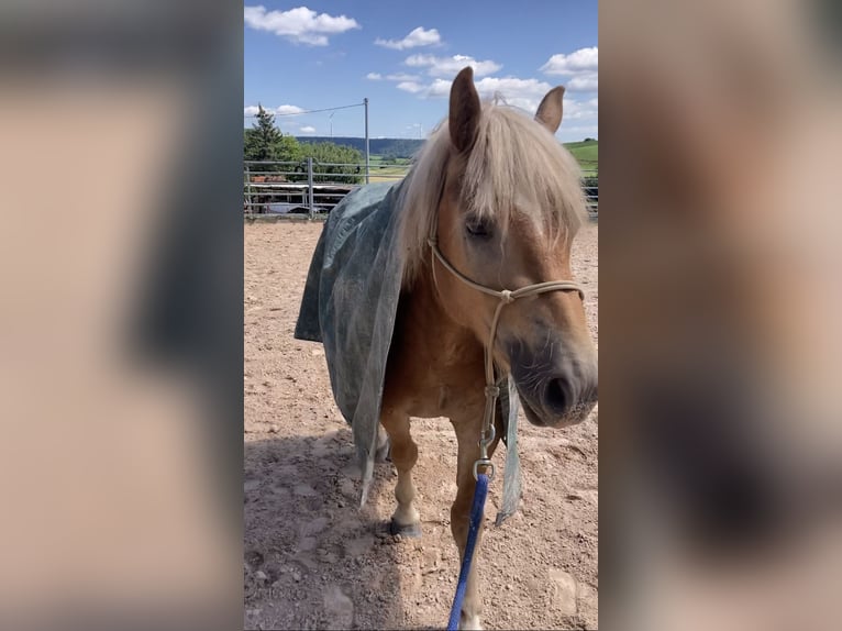 Haflinger / Avelignese Castrone 3 Anni in Schwäbisch Hall