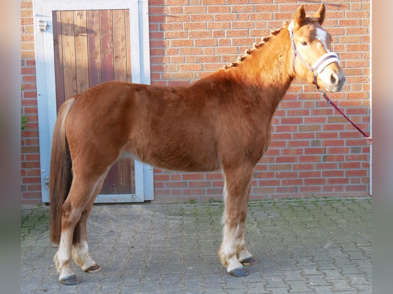 Haflinger / Avelignese Mix Castrone 4 Anni 142 cm in Dorsten