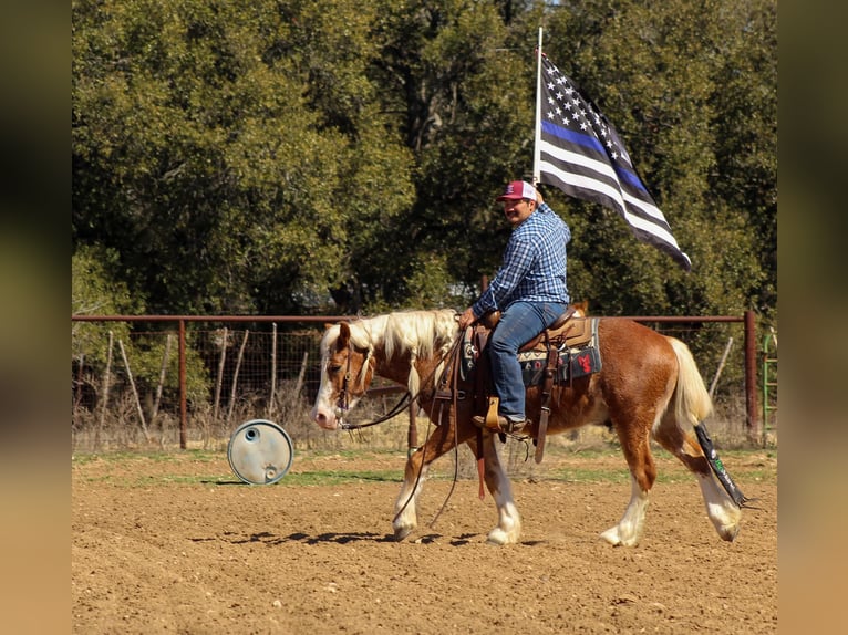 Haflinger / Avelignese Castrone 4 Anni 142 cm Sauro ciliegia in Stephenville, TX